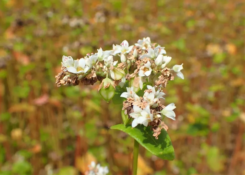 Tải ảnh hoa tam giác mạch miễn phí về máy