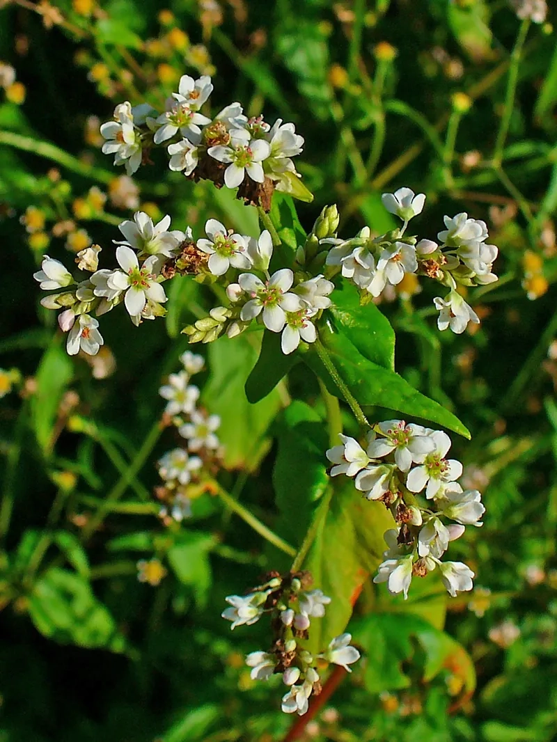 Chiêm ngưỡng hoa tam giác mạch đẹp mê hồn