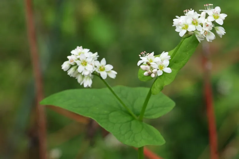 Dùng ngay hình nền hoa tam giác mạch điện thoại