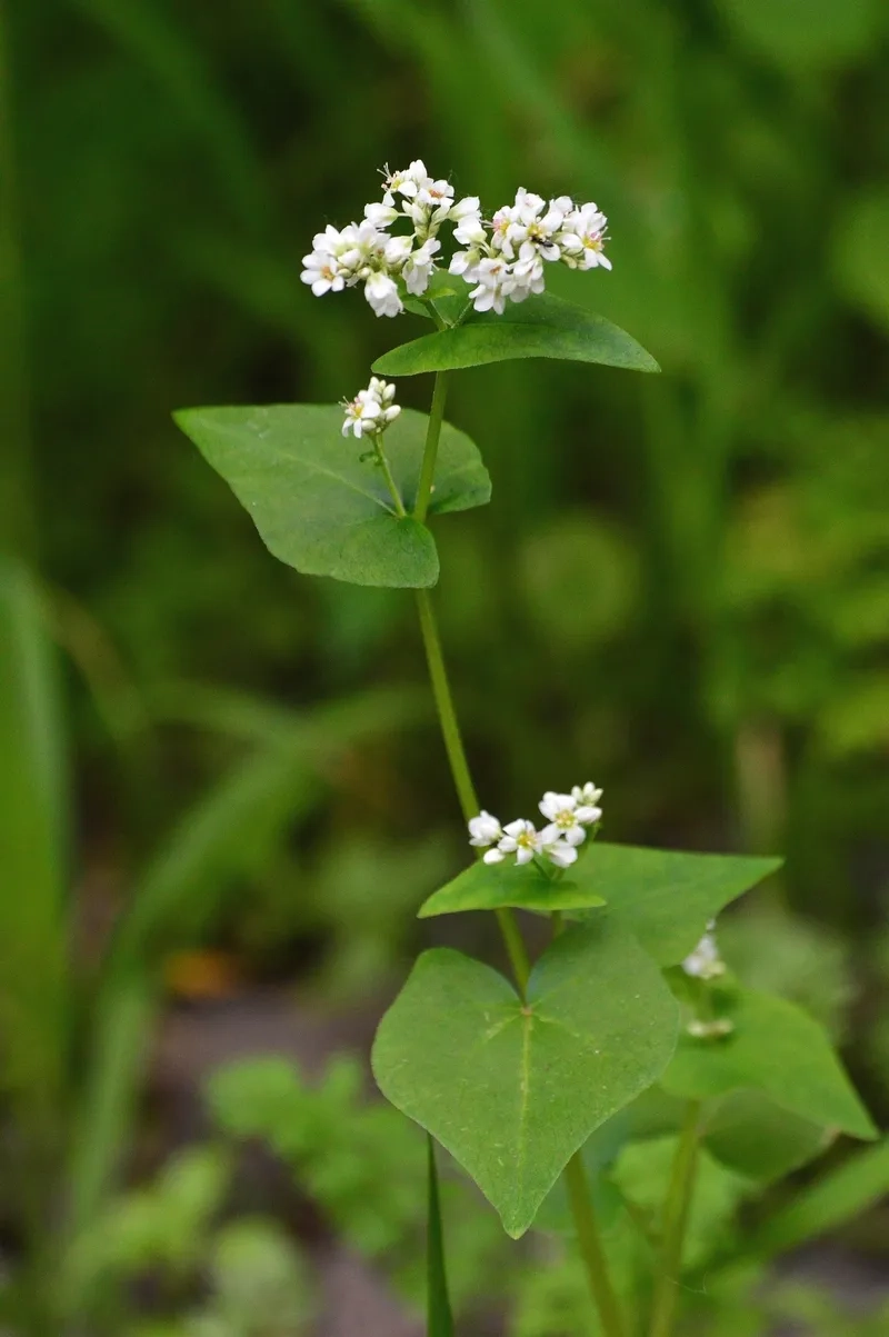 Ảnh hoa tam giác mạch nghệ thuật cuốn hút