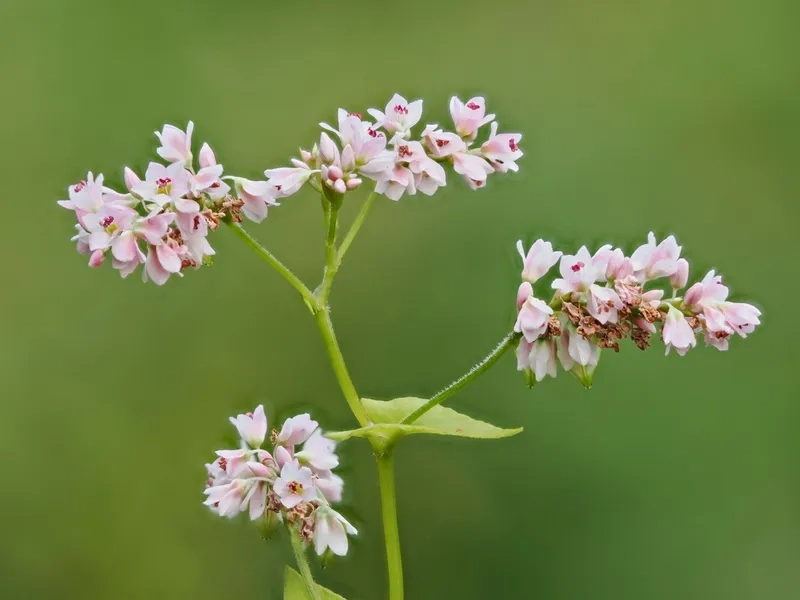 Sưu tầm ảnh hoa tam giác mạch HD chất lượng cao