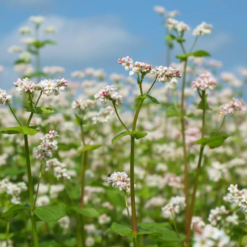 Giới thiệu về hoa Tam Giác Mạch Hà Giang