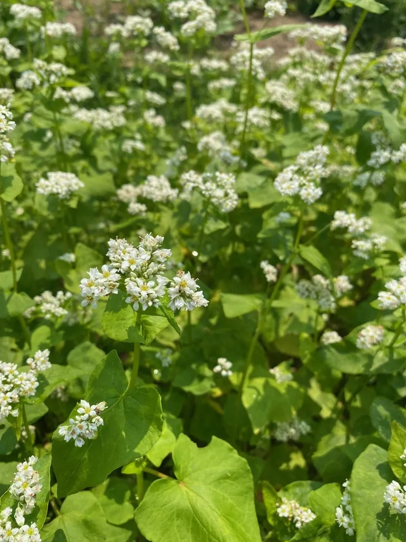 Tải hình nền hoa tam giác mạch máy tính mới