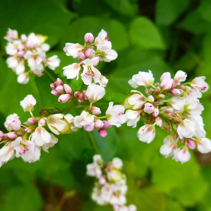 Hoa tam giác mạch vẽ tay tinh tế nghệ thuật