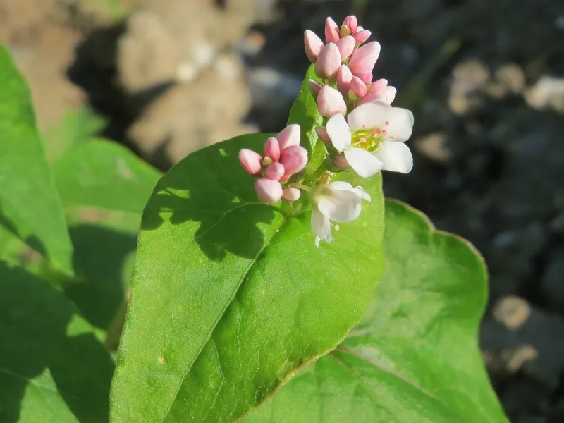 Ý tưởng hình xăm hoa tam giác mạch độc đáo