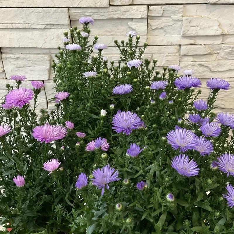 Thêm sắc tím dịu dàng với hoa thạch thảo tím