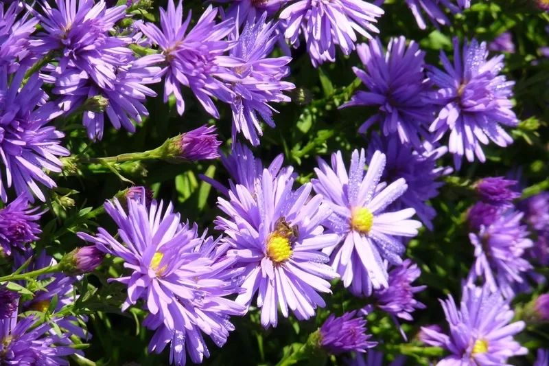 Ngắm ngay hoa thạch thảo đẹp cho ngày thêm rực rỡ