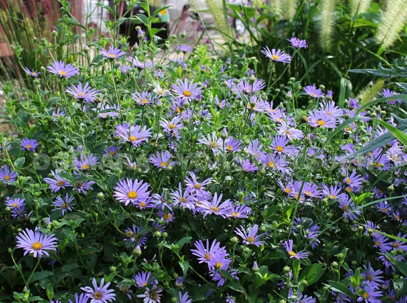 Mềm mại và tinh tế cùng hoa thạch thảo mềm mại