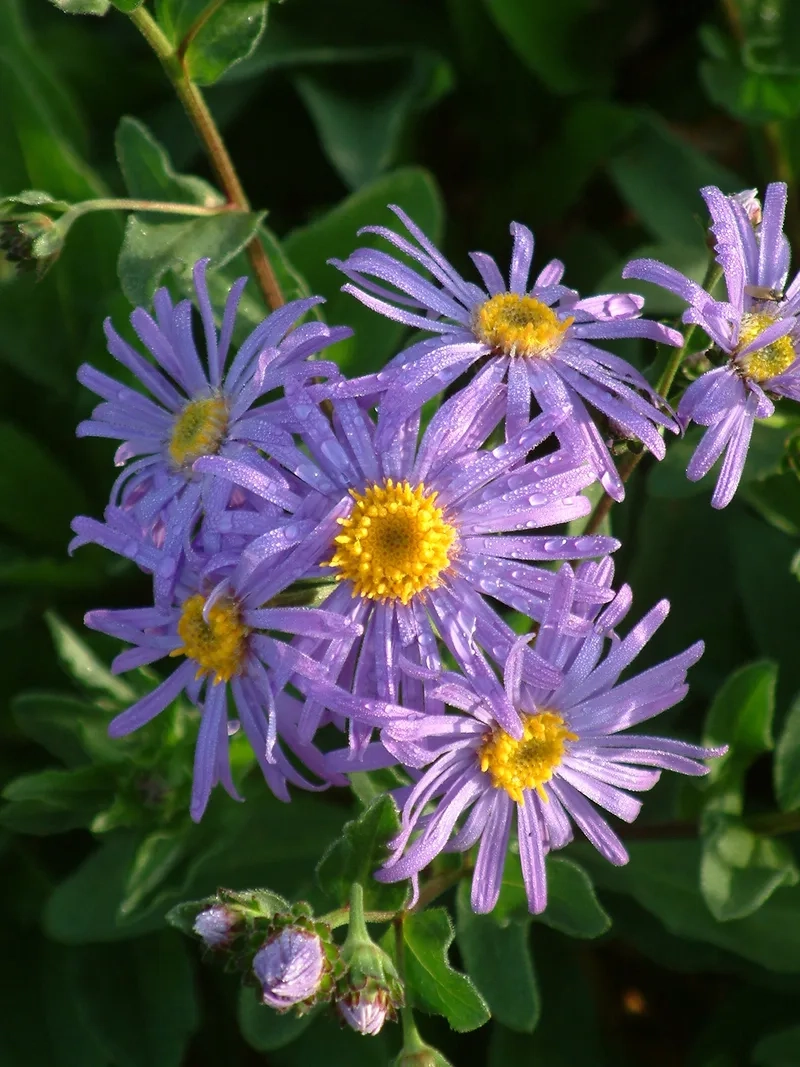 Dễ thương tuyệt vời với hoa thạch thảo dễ thương