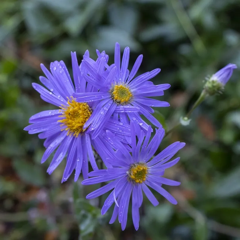Trang trí không gian với hoa thạch thảo để bàn