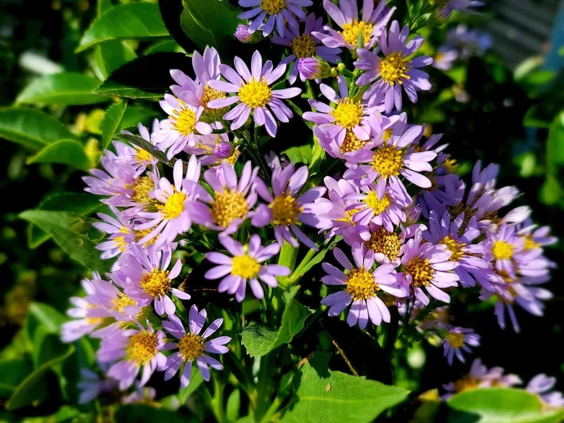 Chiêm ngưỡng hình ảnh hoa thạch thảo đẹp mê hồn