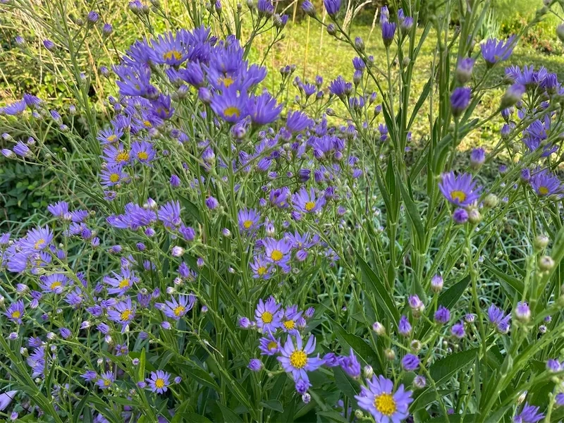 Đến Đà Lạt và ngắm hoa thạch thảo đà lạt rực rỡ