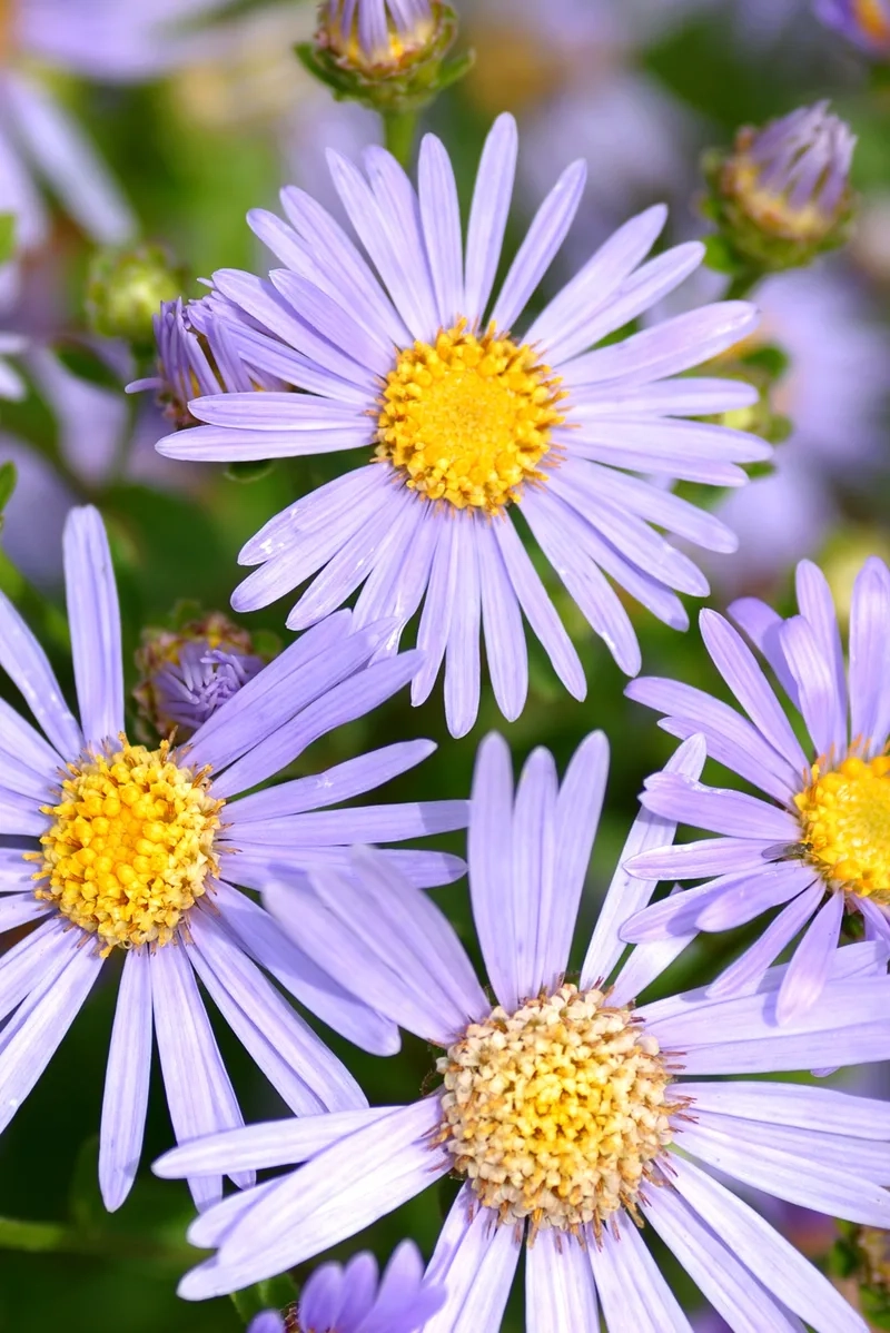 Nghệ thuật tuyệt đẹp trong hoa thạch thảo nghệ thuật