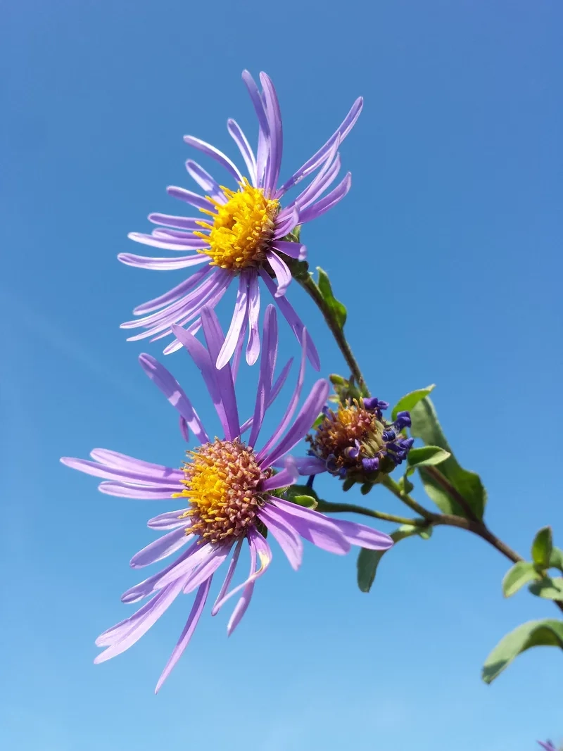 Tặng nàng yêu bằng hoa thạch thảo tặng bạn gái