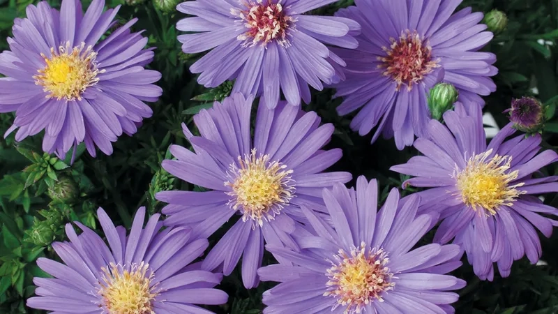 Thưởng thức hoa thạch thảo mùa thu thơ mộng