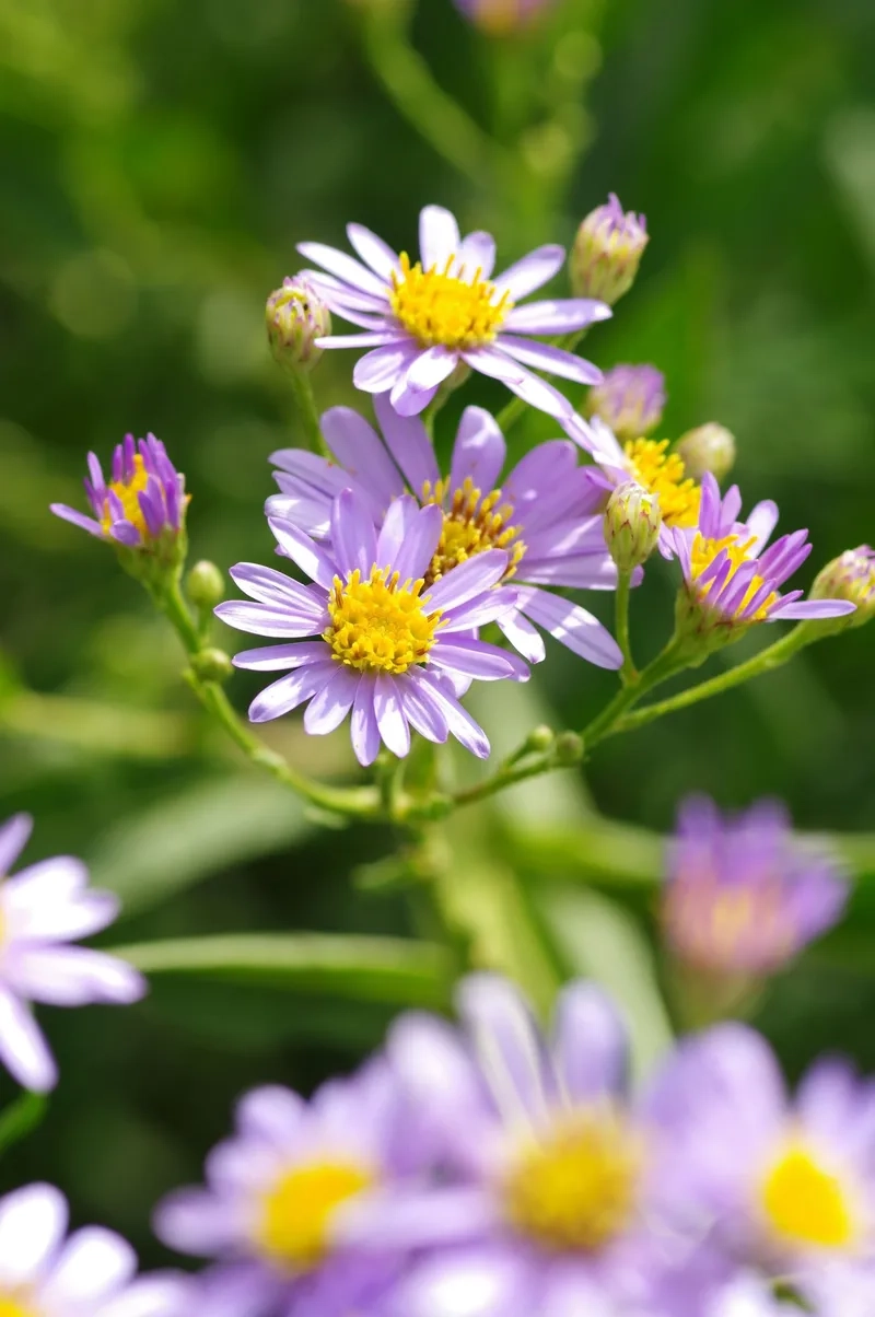 Hoa thạch thảo có ý nghĩa gì trong tình yêu tinh tế