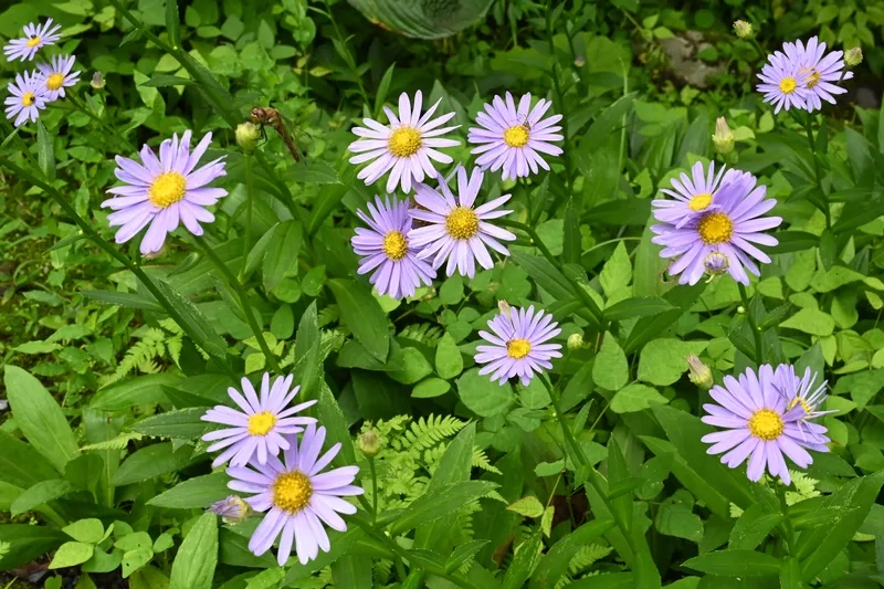 Vẻ đẹp tự nhiên tuyệt vời của hoa thạch thảo tự nhiên