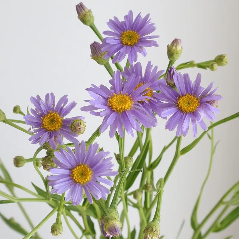 Thanh lịch và sang trọng cùng hoa thạch thảo thanh lịch