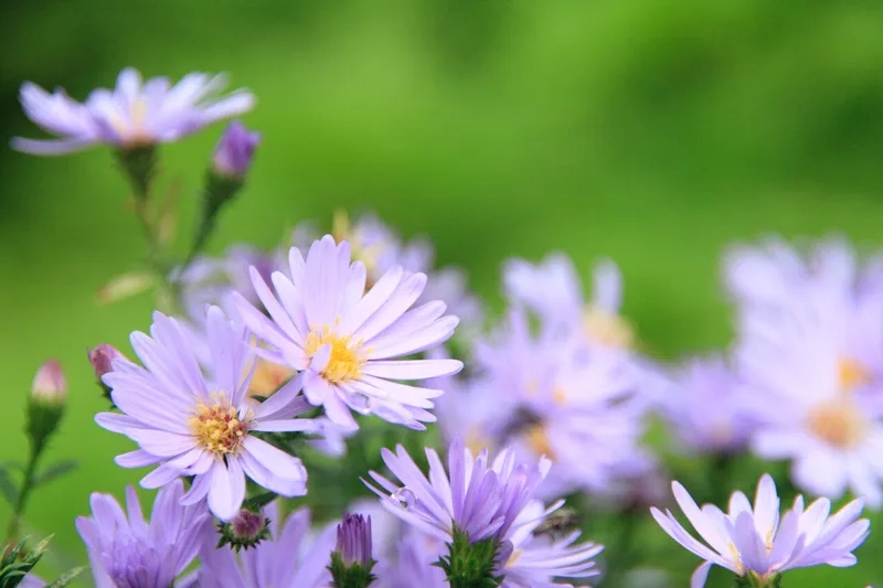 Lựa chọn hoàn hảo từ mẫu hoa thạch thảo độc đáo