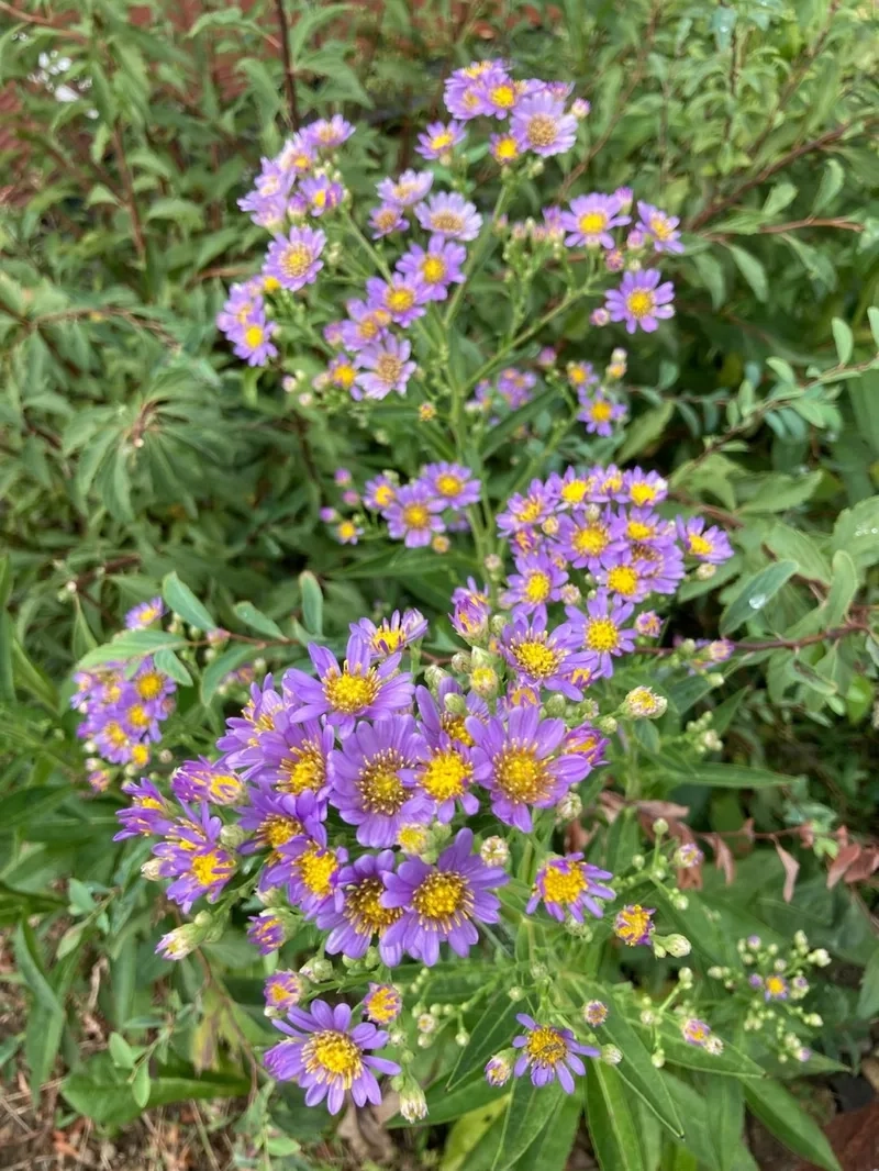 Rực rỡ sắc màu với hoa thạch thảo rực rỡ