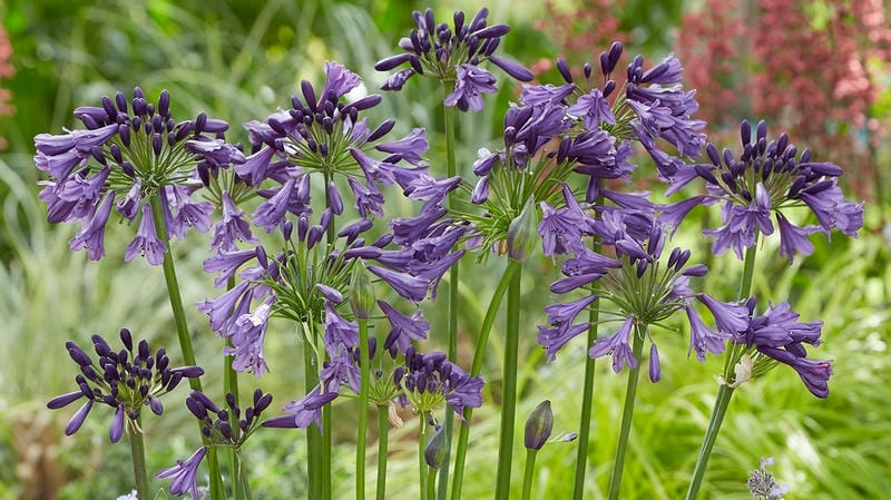 Ảnh hoa thanh anh tinh khôi làm lòng người ngẩn ngơ