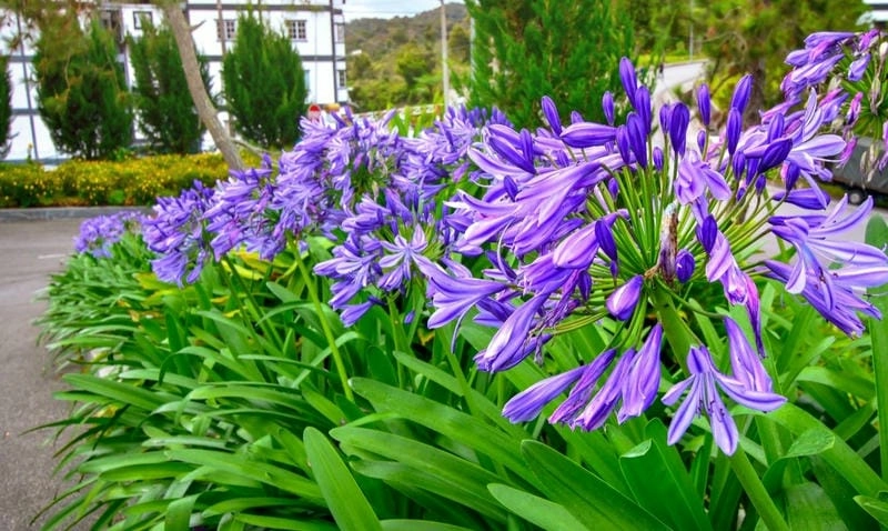 Hoa thanh anh hình dáng thanh thoát đầy sức sống nhẹ nhàng