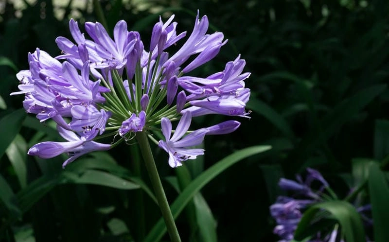 Hoa thanh anh 4K sắc nét nổi bật từng cánh mỏng manh