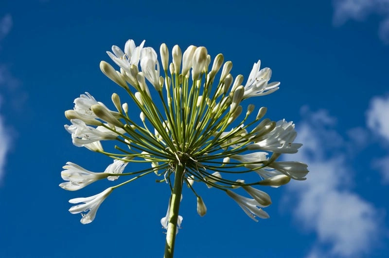 Hoa thanh anh FULL HD rực rỡ tỏa hương ngọt ngào