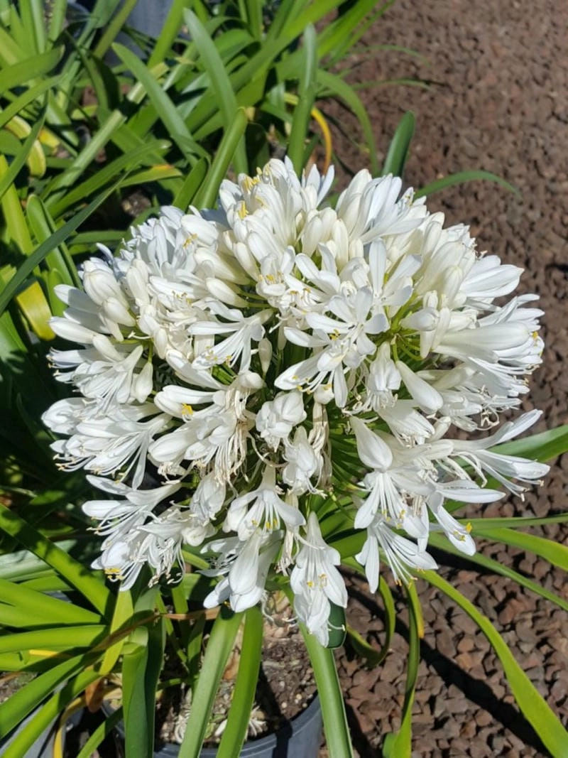 Hoa thanh anh phong cách thanh lịch nổi bật tự nhiên