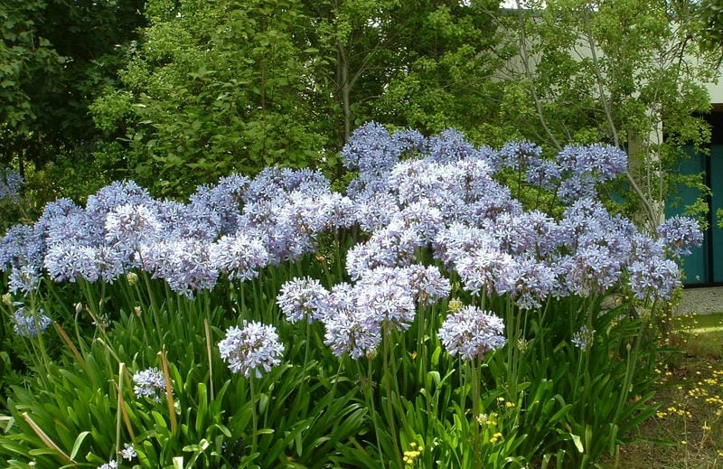 Hoa thanh anh chất lượng giữ trọn vẻ đẹp rực rỡ tự nhiên