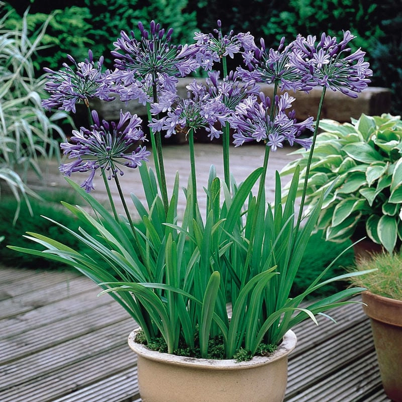 Hoa thanh anh thẩm mỹ tinh tế từng đường nét cánh hoa