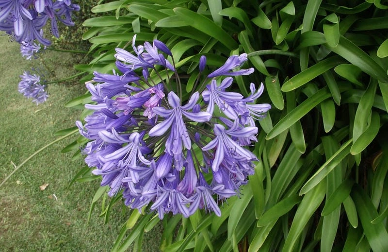 Hoa thanh anh nghệ thuật đẹp kiêu sa khiến lòng say mê