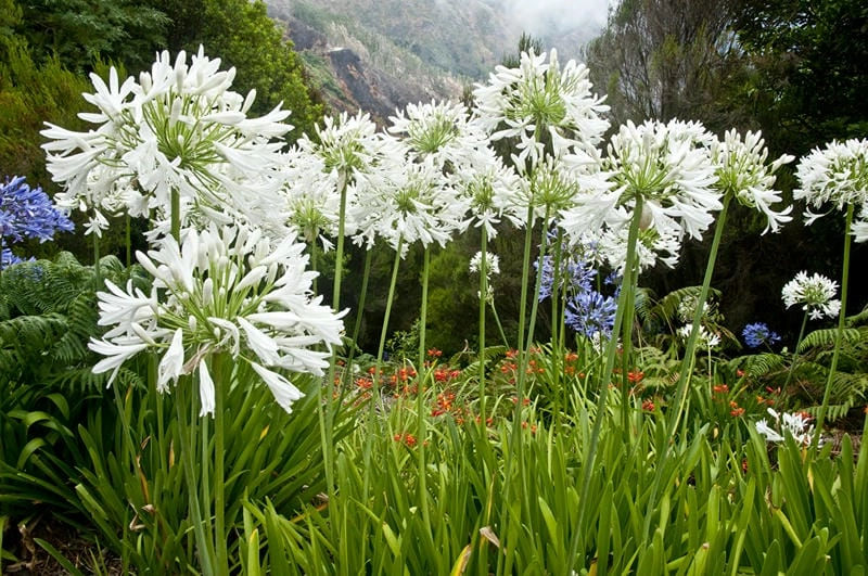 Hoa thanh anh trang trí tự nhiên với sắc màu rực rỡ