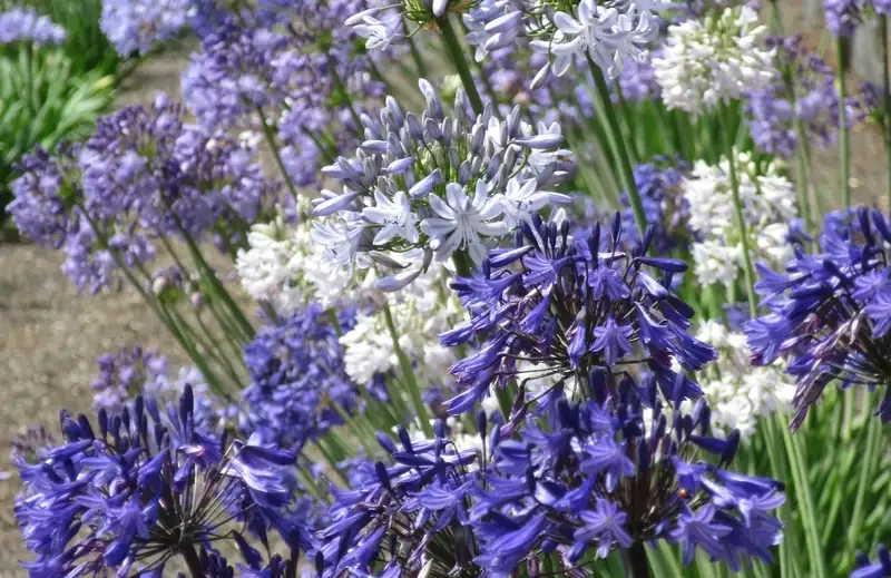 Hoa thanh anh tươi tắn khoe sắc rực rỡ giữa nắng mai