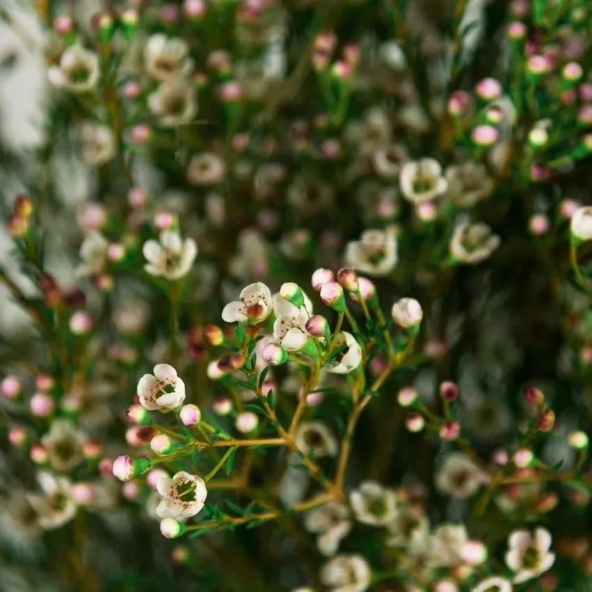 Mua hoa thanh liễu online dễ dàng, giá hợp lý