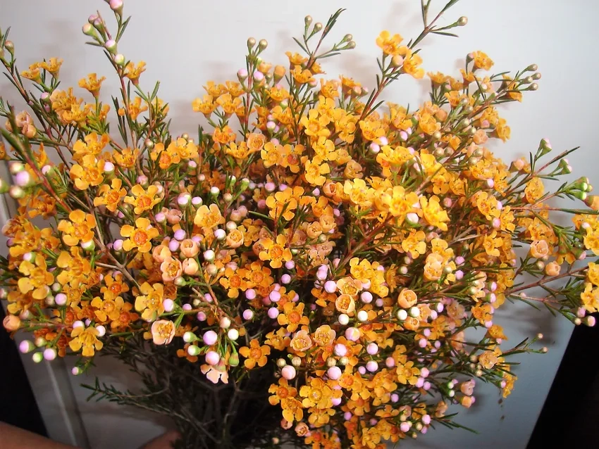 Cập nhật giá hoa thanh liễu tươi lâu hôm nay