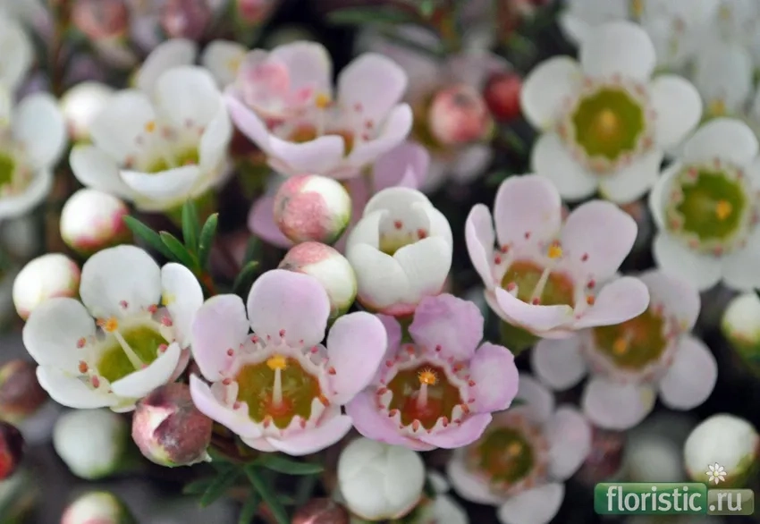 Hoa thanh liễu nhập khẩu sang trọng, chất lượng