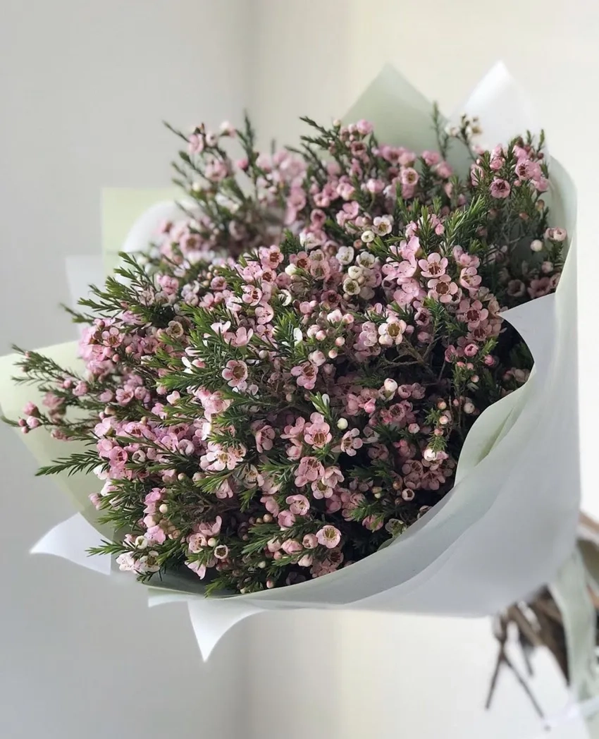 Chia sẻ cách chăm sóc hoa thanh liễu hiệu quả