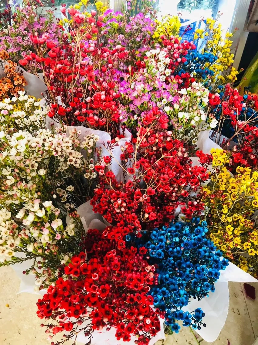 Hoa thanh liễu Tết mang may mắn đầu năm