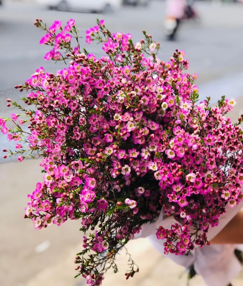 Hoa thanh liễu trang trí nhà thêm sinh động