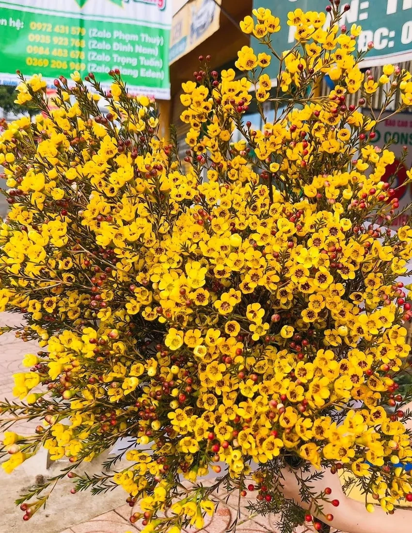 Thưởng lãm hoa thanh liễu Hà Nội rực rỡ