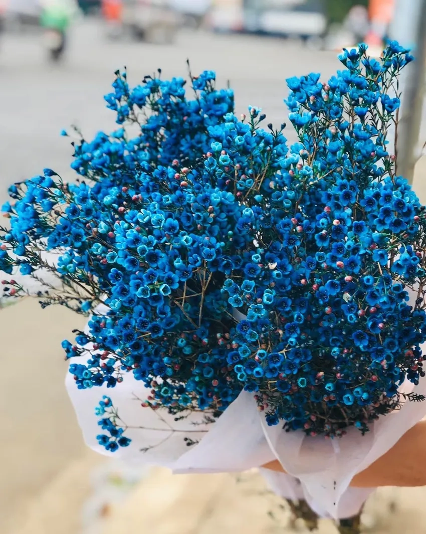 Bộ sưu tập hoa thanh liễu đẹp mắt