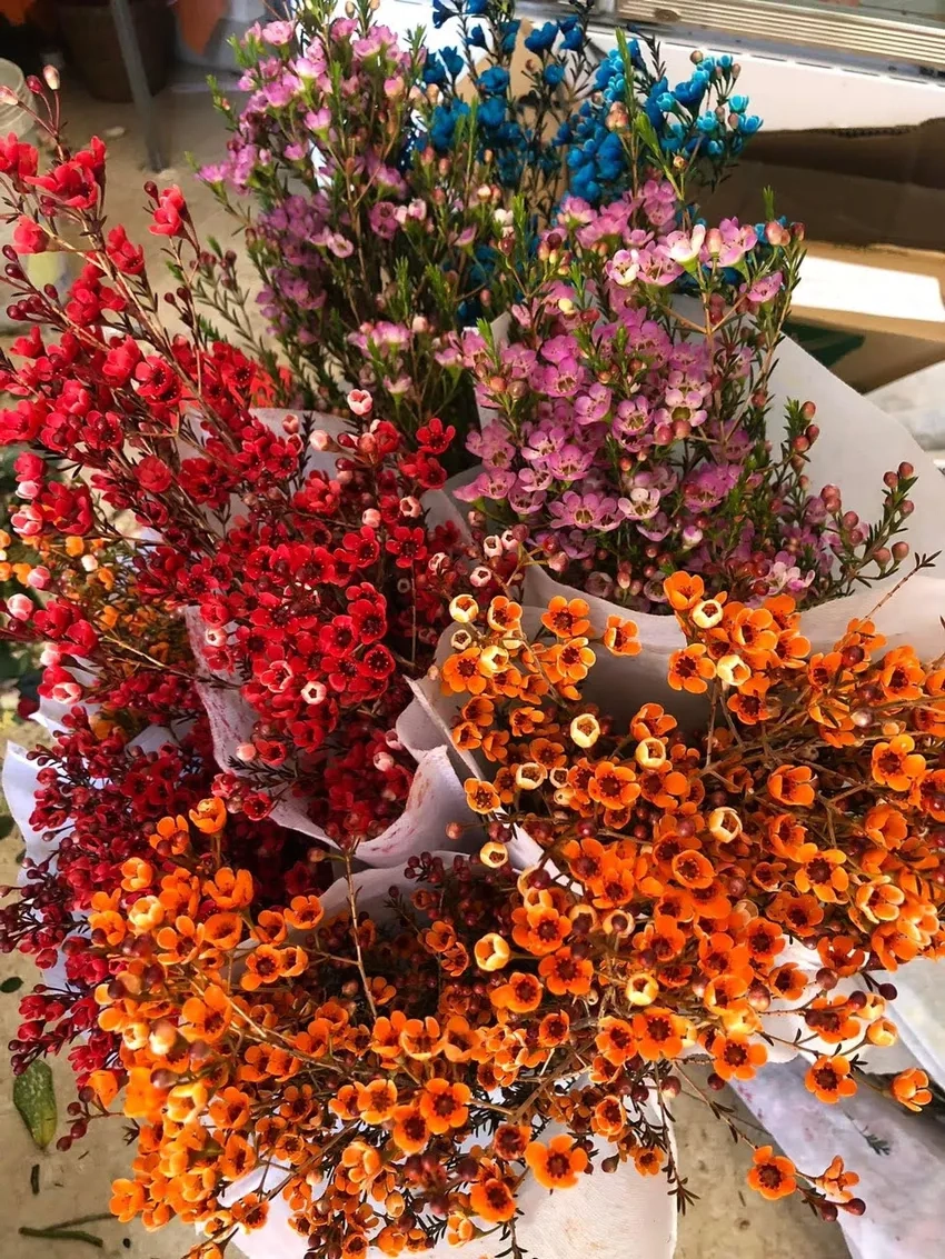 Hoa thanh liễu rẻ vẫn giữ sắc tươi lâu