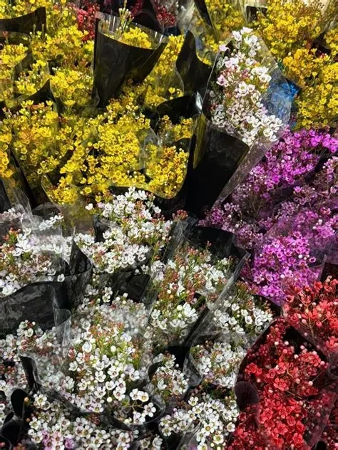 Tìm hiểu ý nghĩa hoa thanh liễu trong phong thủy nhà