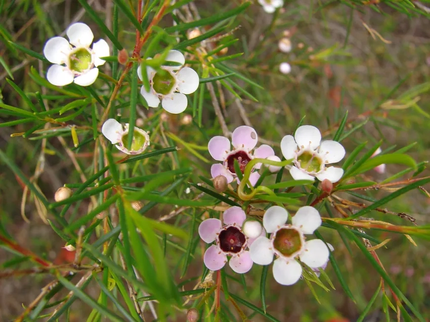 Hoa thanh liễu – wax flower tươi lâu trang trí