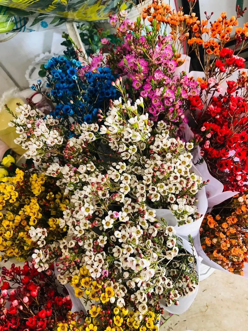 Ngắm hoa thanh liễu tươi lâu đầy sắc màu