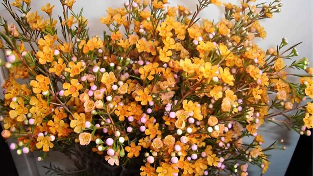 Khám phá ý nghĩa hoa thanh liễu trong phong thủy