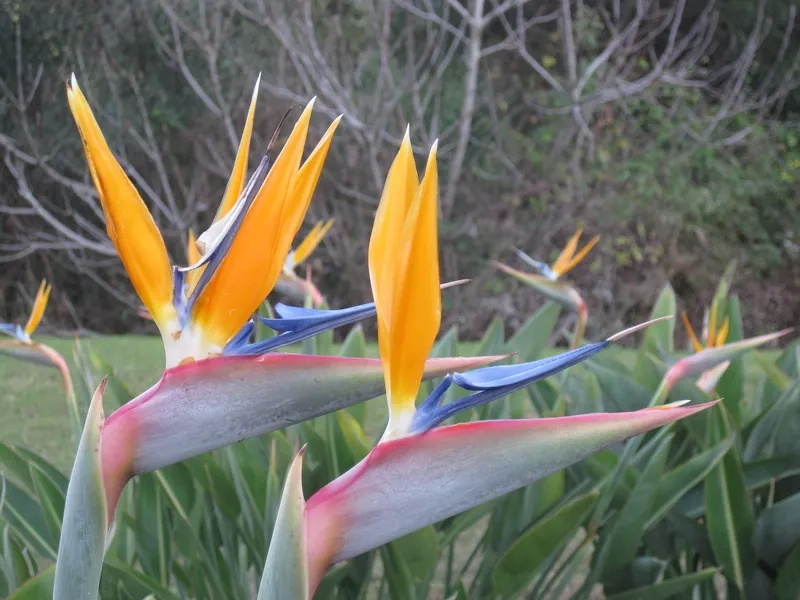 Hoa thiên điểu tiếng anh gọi là gì