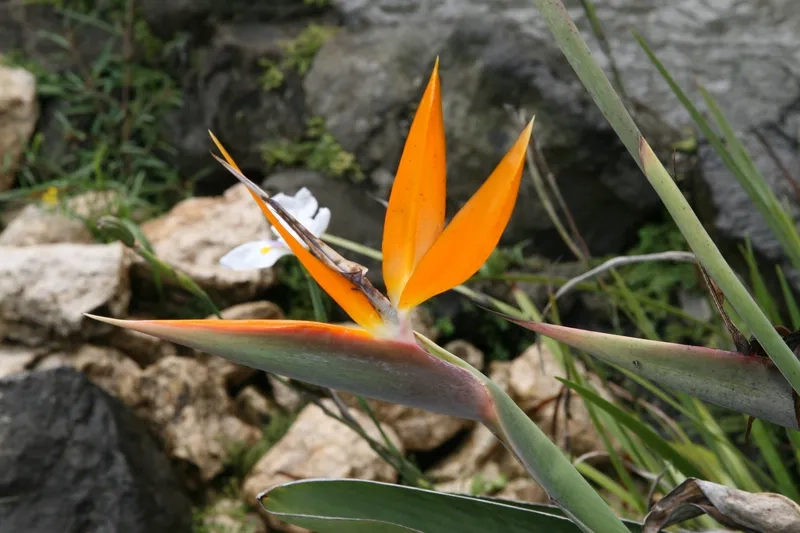 Hoa thiên điểu bó làm quà tặng ý nghĩa