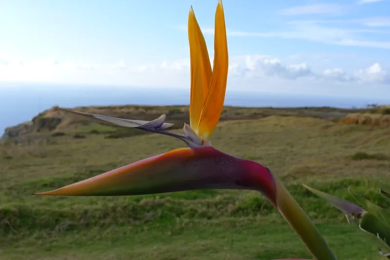 Hoa thiên điểu bền không và cách giữ tươi